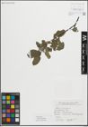 Foto von Salix myrsinifolia Salisb.